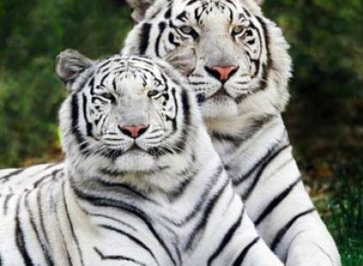 Bandhavgarh National Park Tour