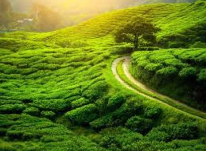 Darjeeling East Himalayan Glimpse