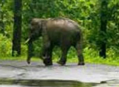 Mysore & Wayanad Package