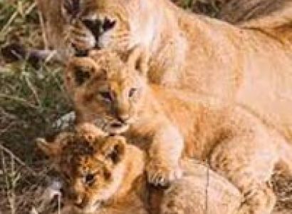 Wildlife Tour of Kenya