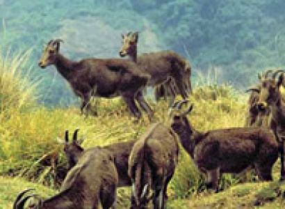 Kerala Honeymoon 3N/4D Tour