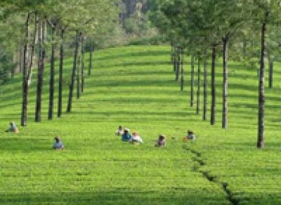 Kerala Honeymoon 3N/4D Tour