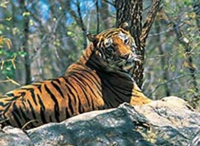 Packages in Thekkady