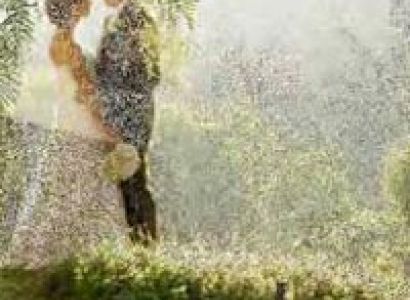 Packages in Thekkady