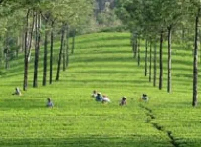 Munnar - Alappuzha Houseboat (3N/4D) Tour