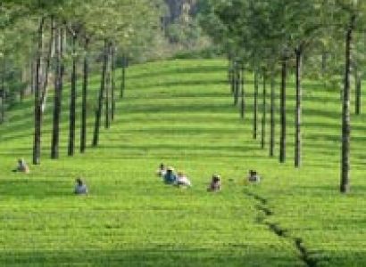 Munnar - Thekkady - Alappuzha Tour