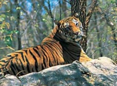 Munnar - Thekkady - Alappuzha Tour