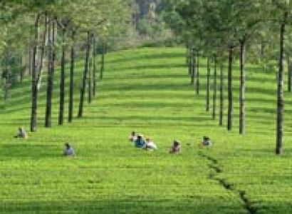 Green Paradise of Kerala Tour
