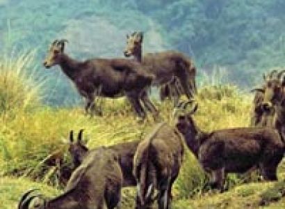 Green Paradise of Kerala Tour