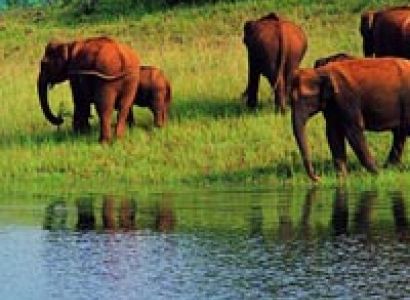 Packages in Thekkady