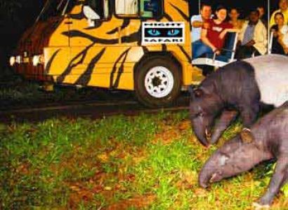 Mesmerizing Singapore Tour