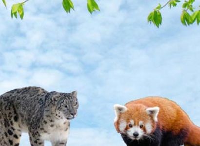 Wildlife Sikkim Tour