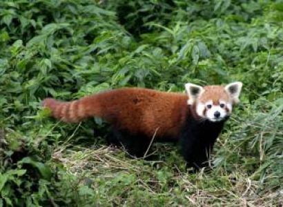 Wildlife Sikkim Tour