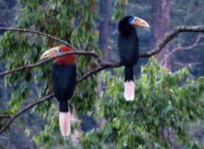 Emerald North Bengal with Nature of Sikkim Tour