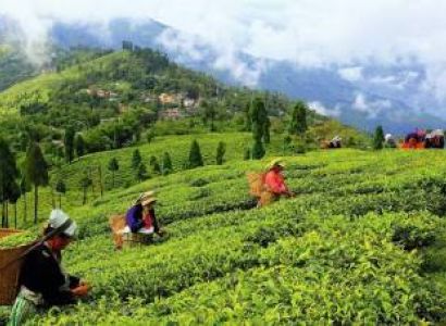 07 Days Gangtok Darjeeling