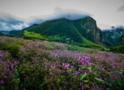 05 days Gangtok with Yumthung Valley Tour