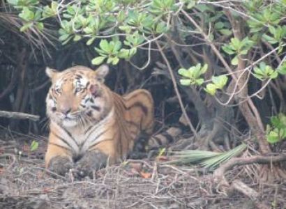 03 Days Sundarban Resort Package