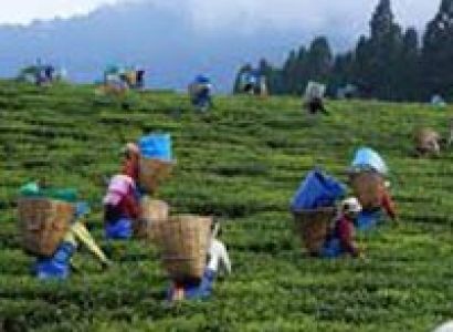 7 Days Guwahati With Shillong Tour Package