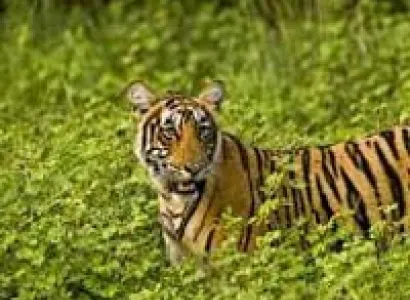 Betla(Wild Life Sanctury) Forest Tour