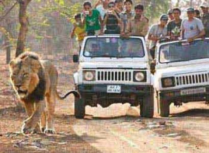 Gir Forest and Somnath Tour