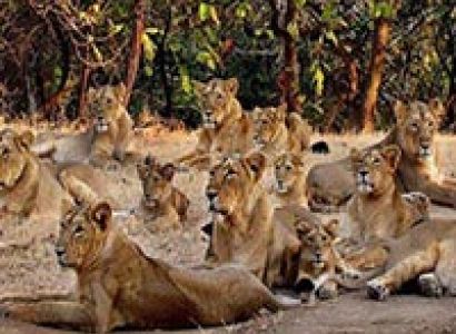 Wildlife & Beach Tour