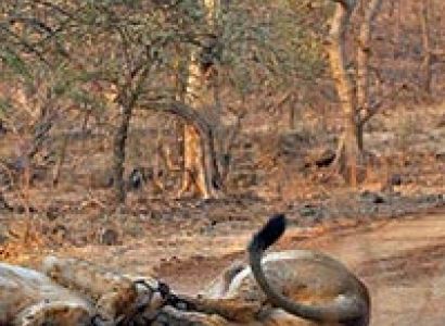 Wildlife & Beach Tour