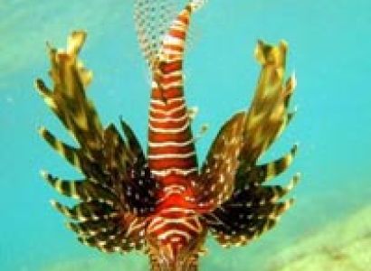 Blue Ocean Safari Tour