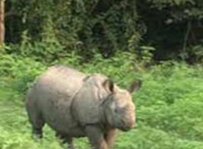 Kathmandu Chitwan Holiday Package