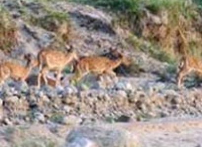 Chandigarh Rajaji National Park weekend Tour