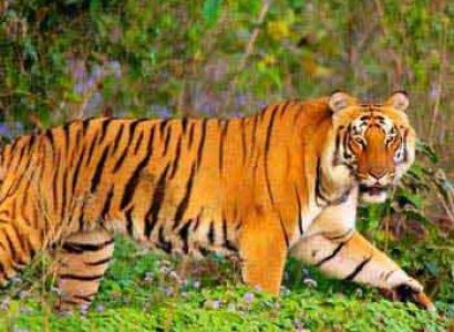 Nainital - Corbett - Haridwar Tour