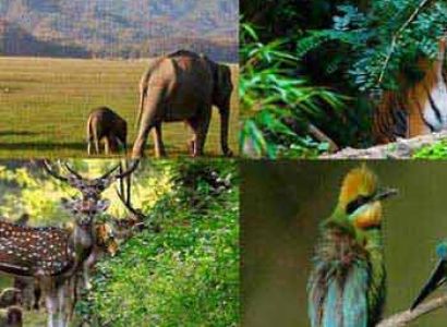 Delhi - Nainital - Corbett Tour