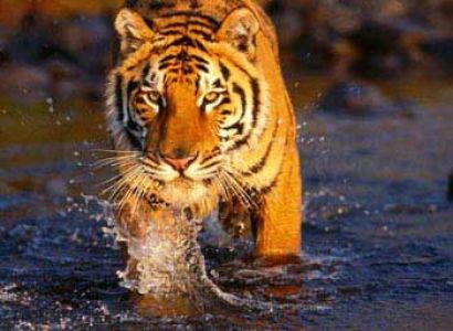 Delhi - Nainital - Ranikhet - Corbett Tour