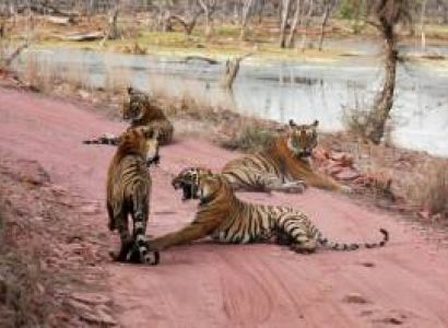 Jaipur With Ranthambhore Tour