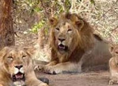 Somnath Vacation Tour