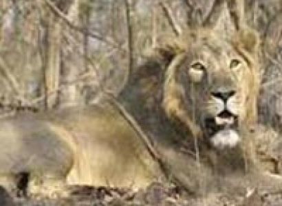 Honeymoon  in Somnath Tour