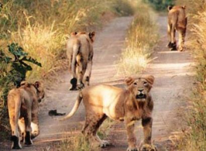 Gujarat With Wildlife Tour