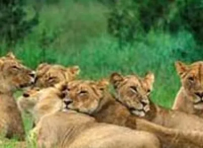 Safari Of Gujarat Tour