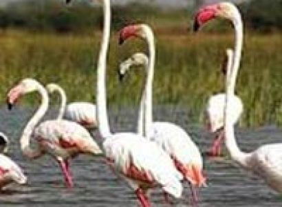 Sojourn to Gujarat Tour