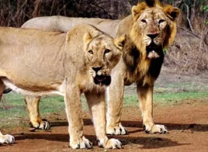 Gujarat Wild Life Tour Package