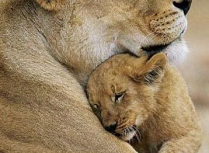 Short Tour Of Gujarat Wildlife