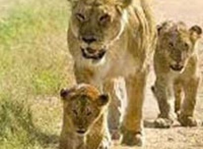 Wildlife with Gir Tour