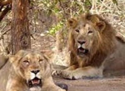 West India Lion Safari Tour