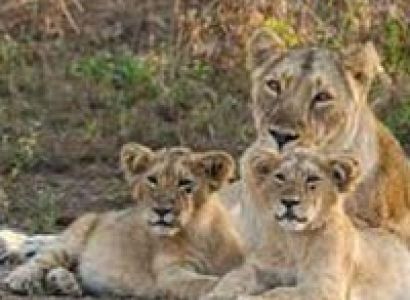 Best of Gujarat With Wildlife Tour
