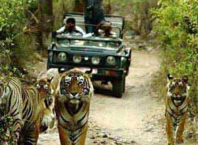 Adventure India - Wildlife Escapades