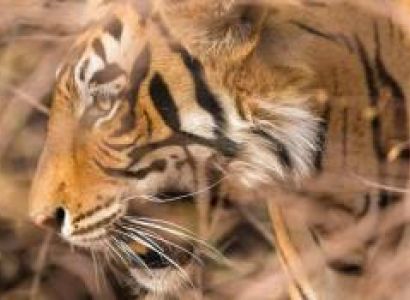 Luxury Breaks - Ranthambore