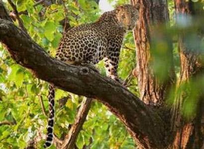 Adventure India - Wildlife Escapades