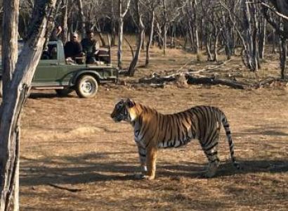 Luxury Breaks - Ranthambore