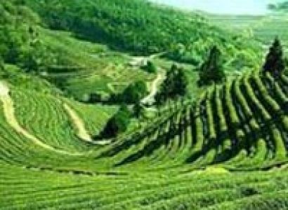 Beautiful Darjeeling Tour