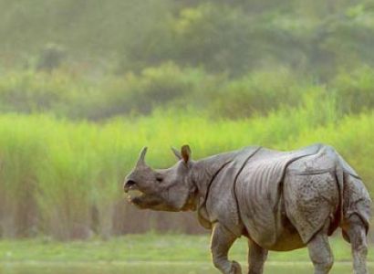 Kaziranga Wildlife Tour