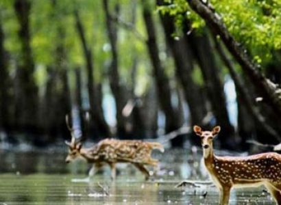 Sunderban Wilderness Tour